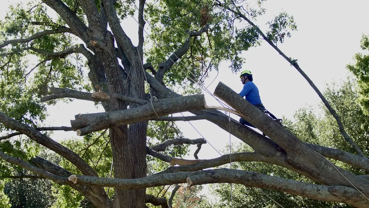 Professional Crown Thinning performed by certified arborists in El Nido